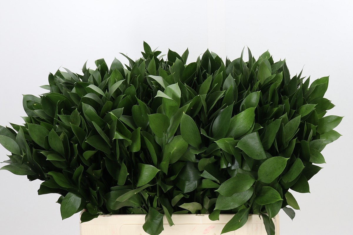 Ruscus Hypophyllum