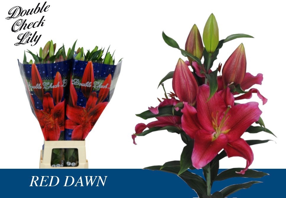 Lilium Or Red Dawn 100cm 5/7bl