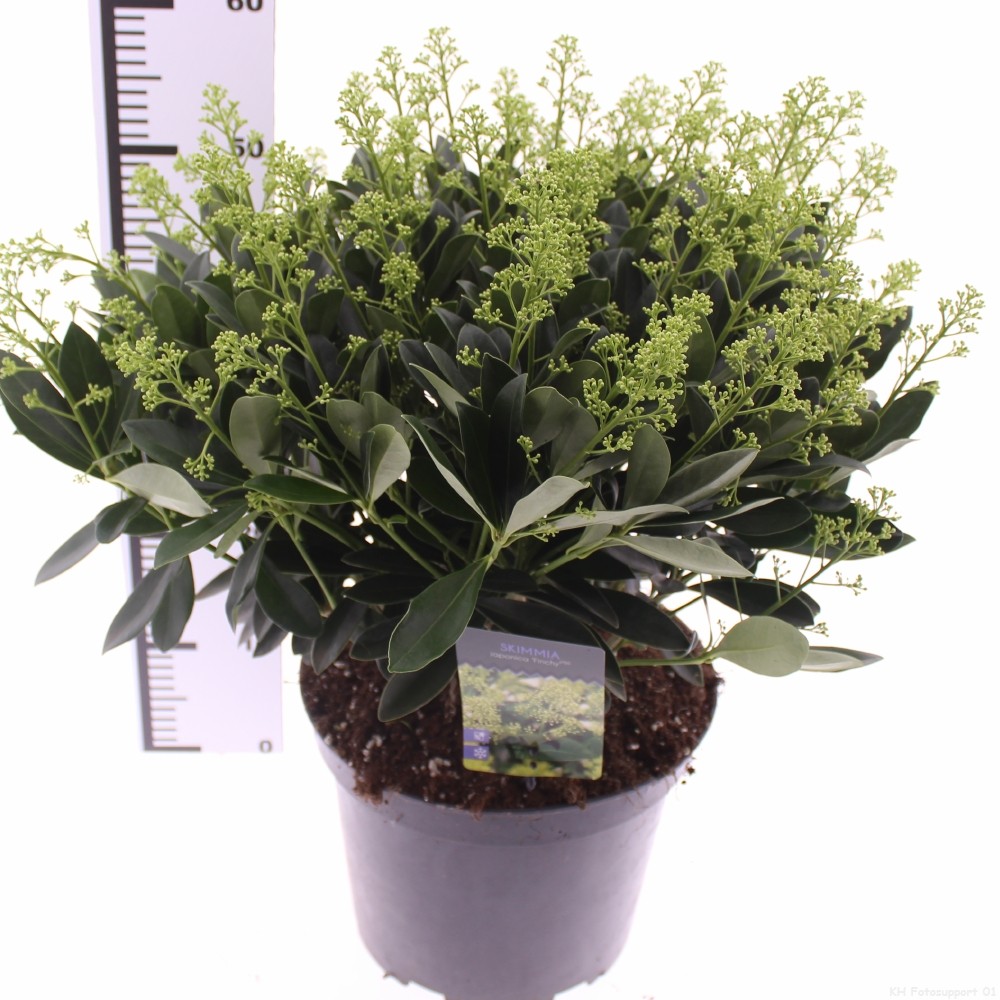 Picture of Skimmia jap. 'Finchy'