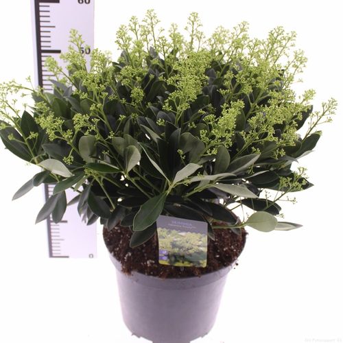 Skimmia jap. 'Finchy' p27 Snepvangers