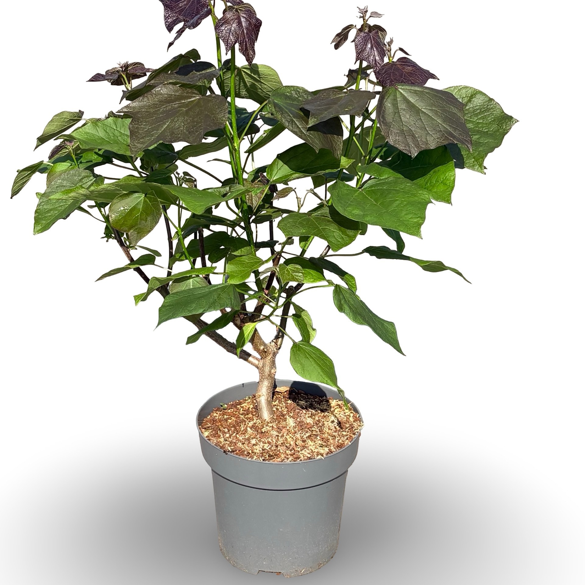 Catalpa erubescens 'Purpurea'