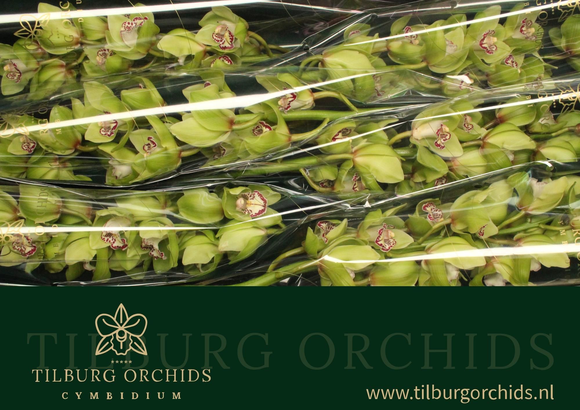 Cymbidium Robin Hood 12/15bl