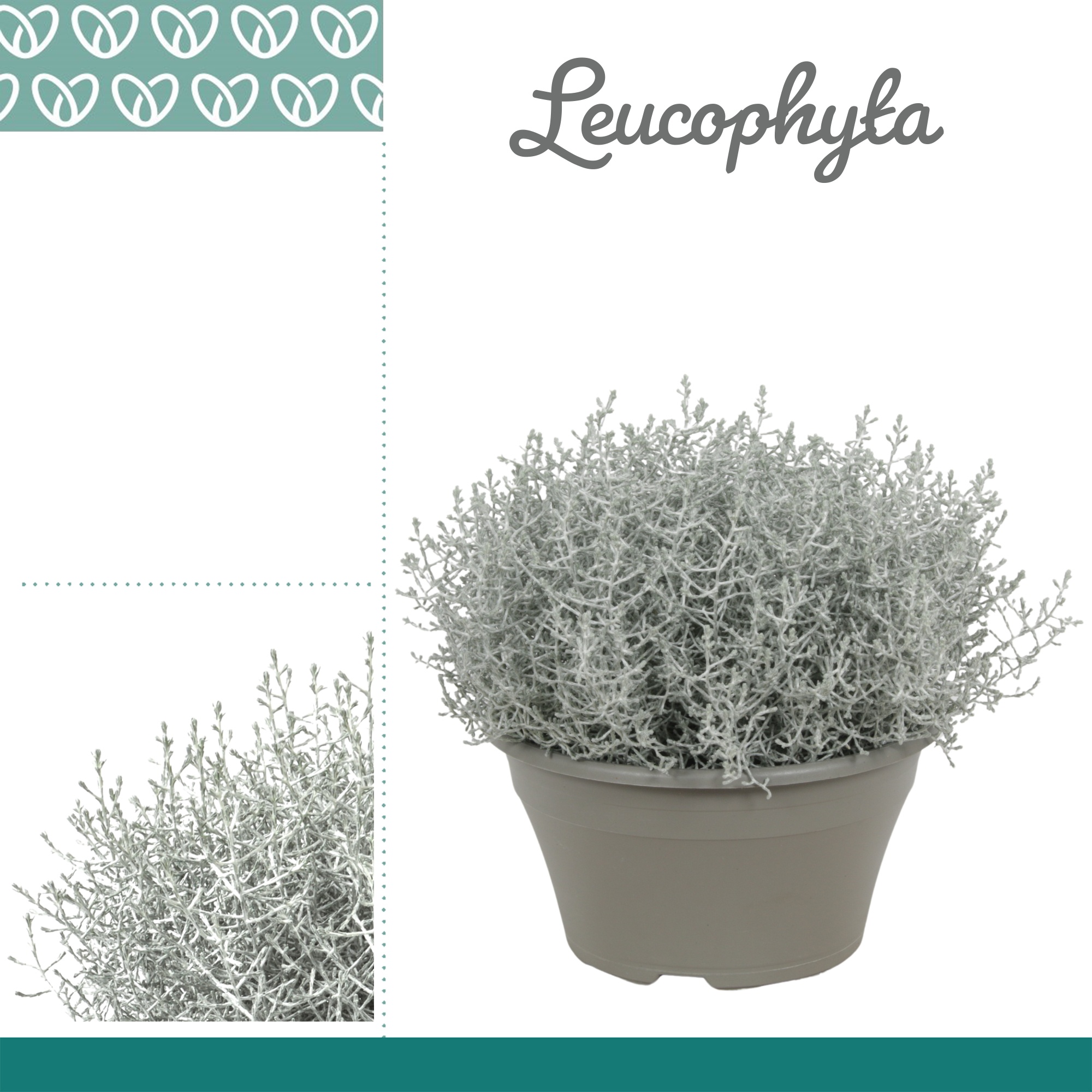Leucophyta Brownii