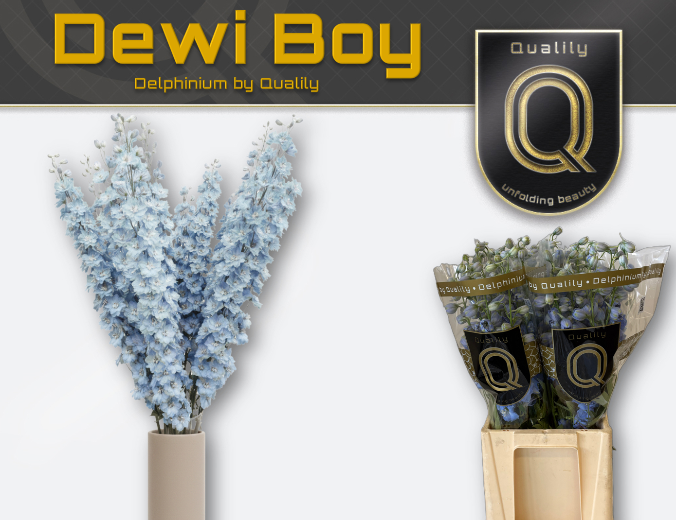 Delph El Dewi Boy