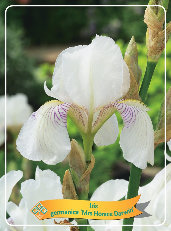 Picture of Iris germanica Mix 6x10 srt. per shelve P11