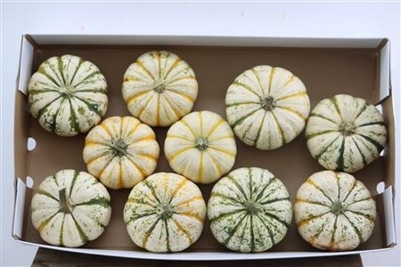 Cucurbita Pepo