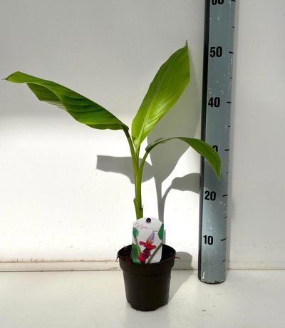 Musa overig