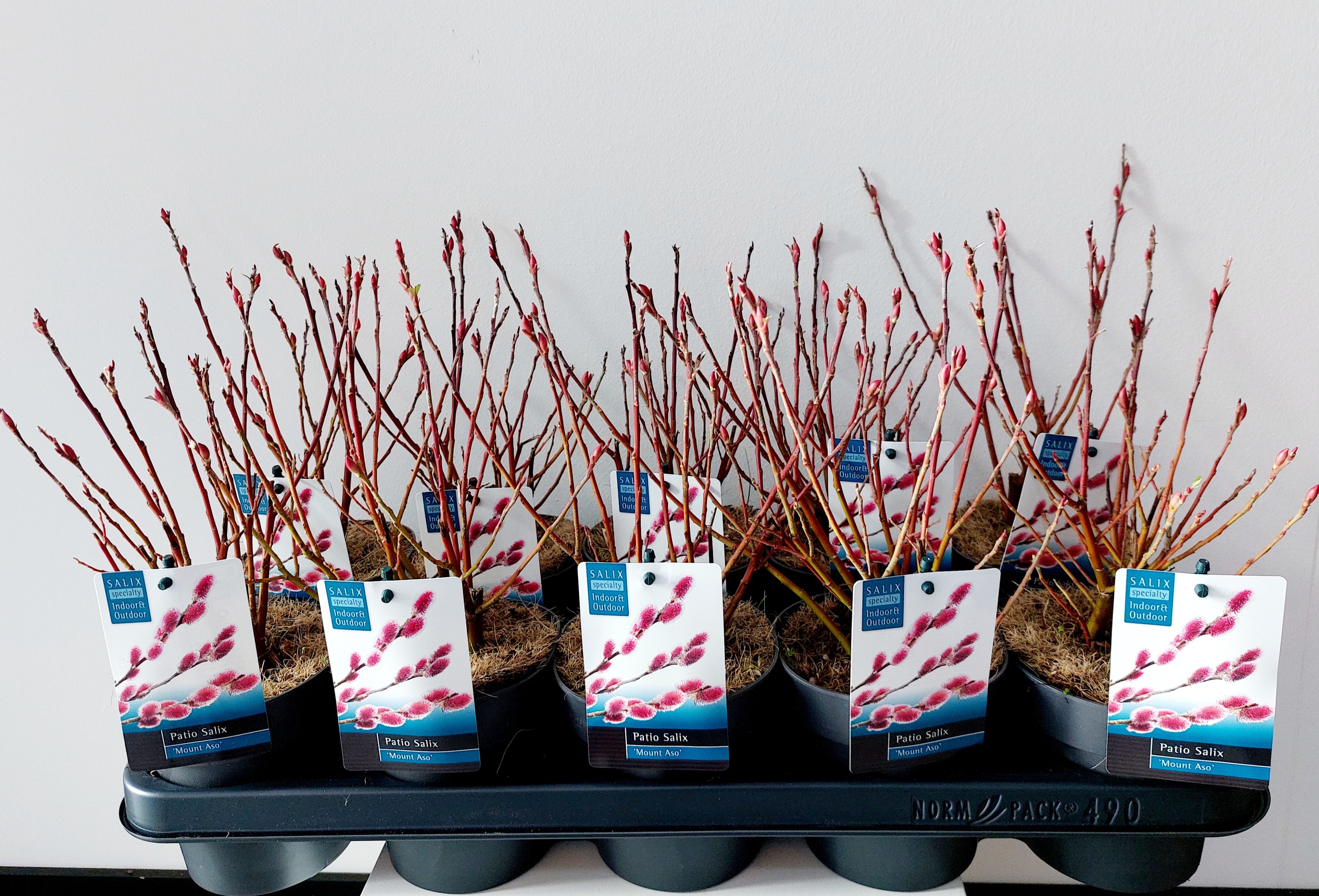 Picture of Salix Mount Aso bush p12