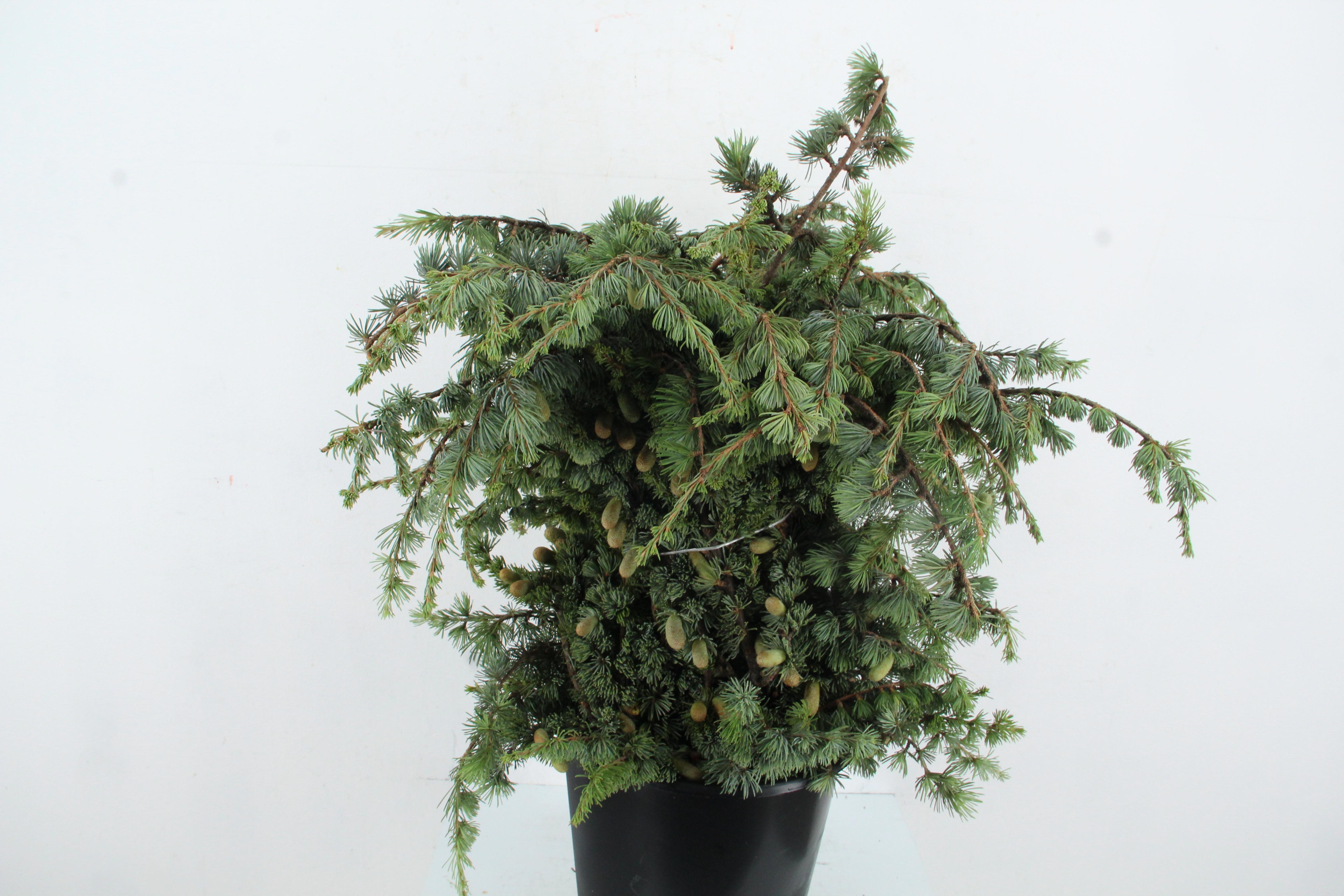 Decogroen Ov 70L.cm