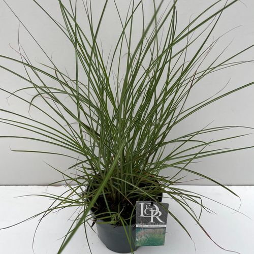 Miscanthus 'Kl Silberspinne' p19 Camm
