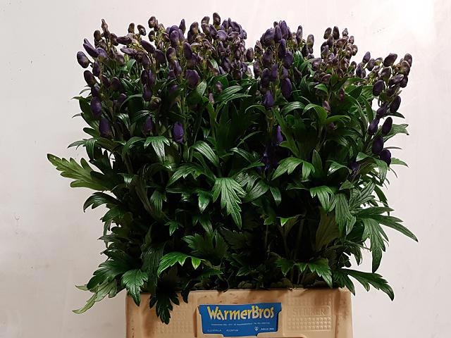 Aconitum Arensi 70cm