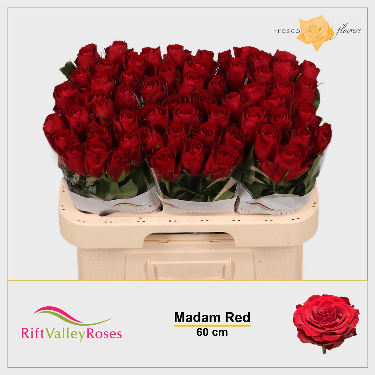 Rosa Madam Red 60cm
