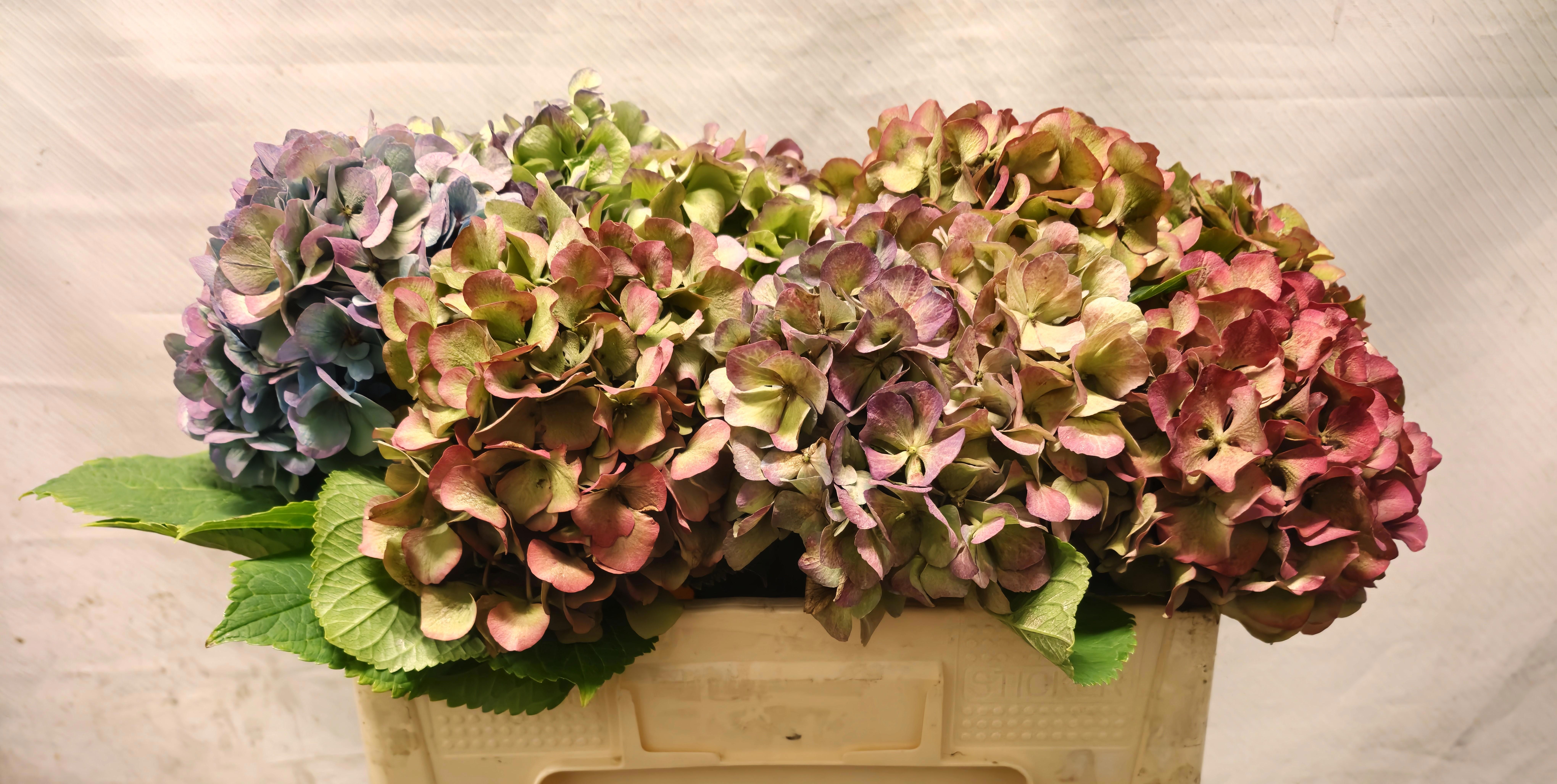 Hydrangea Antique 45cm 17Ø