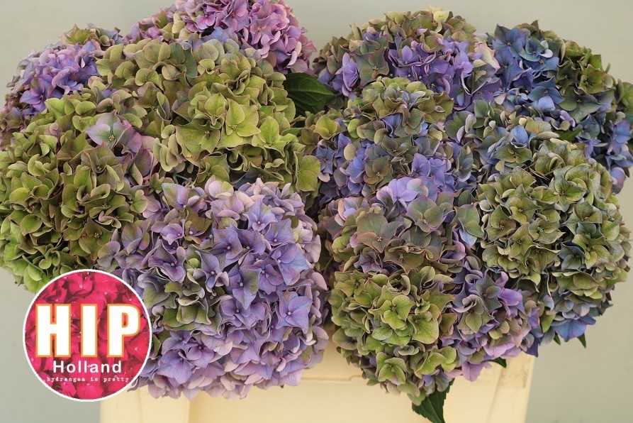 Hydrangea Rodeo Classic Pink 50cm 18Ø