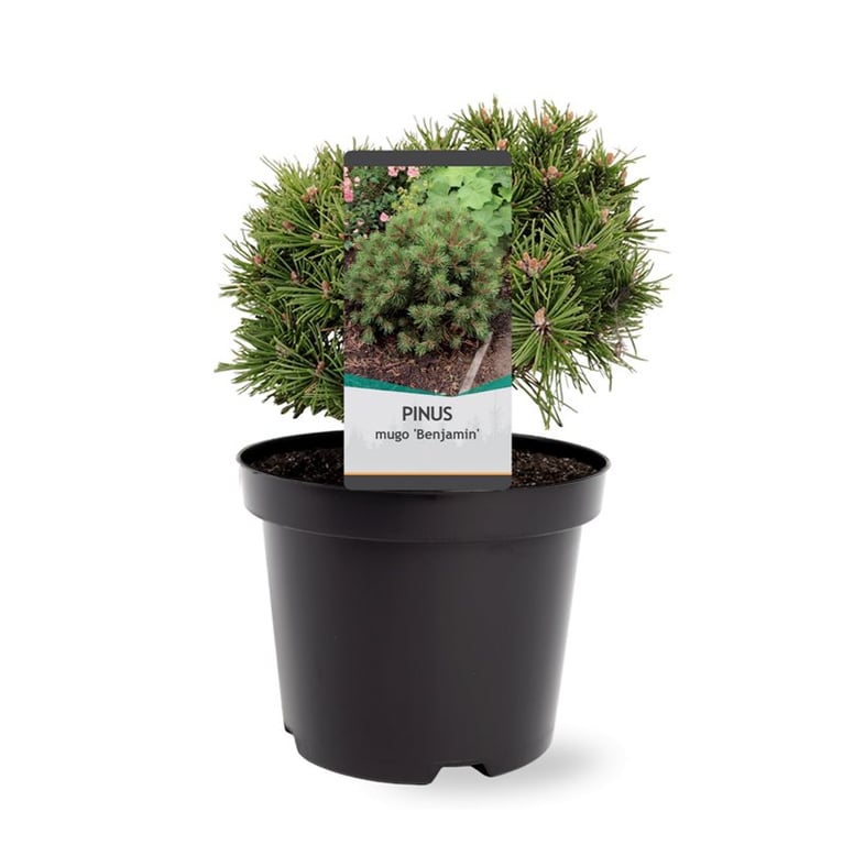 Picture of Pinus mugo Benjamin P19 (3 Ltr)