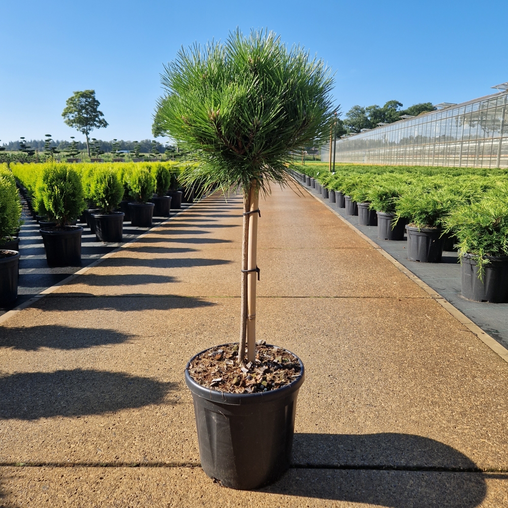 Picture of Pinus nigra Marie Bregeon C8 40/STD-25-30-HEAD