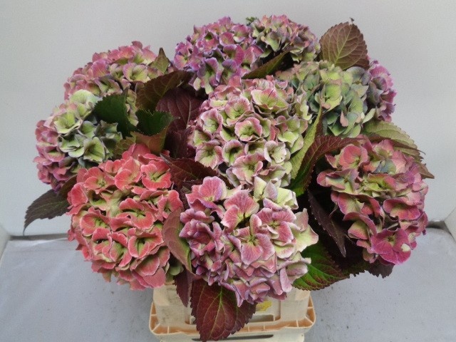 Hydrangea Royal Love Classic Blue 60cm 13Ø