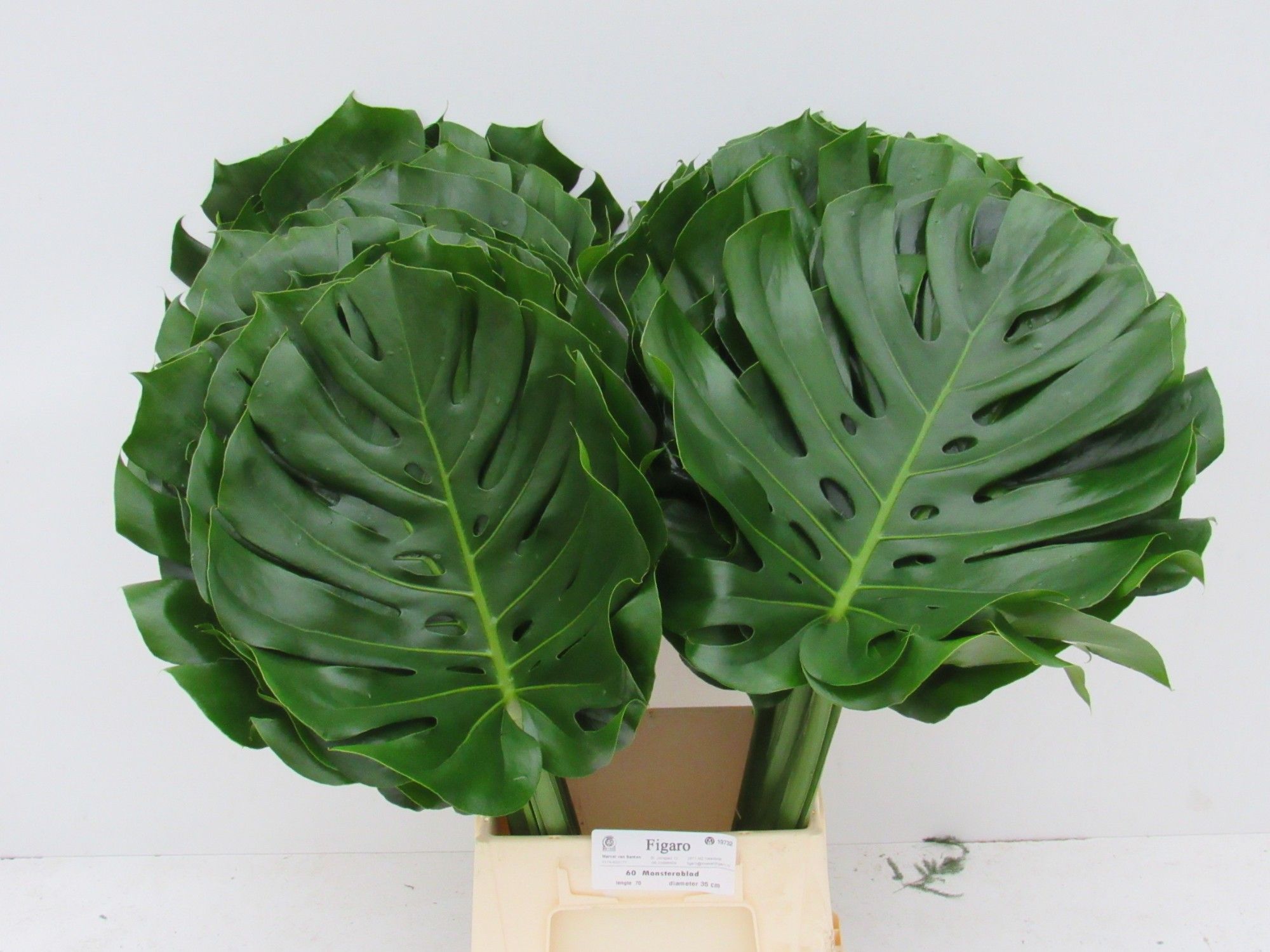 Monstera Blad