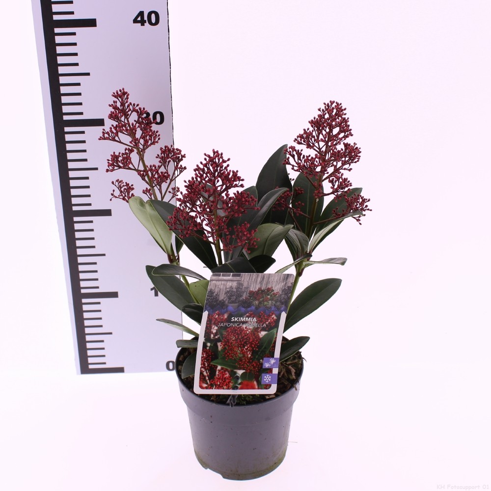 Picture of Skimmia jap. 'Rubella'