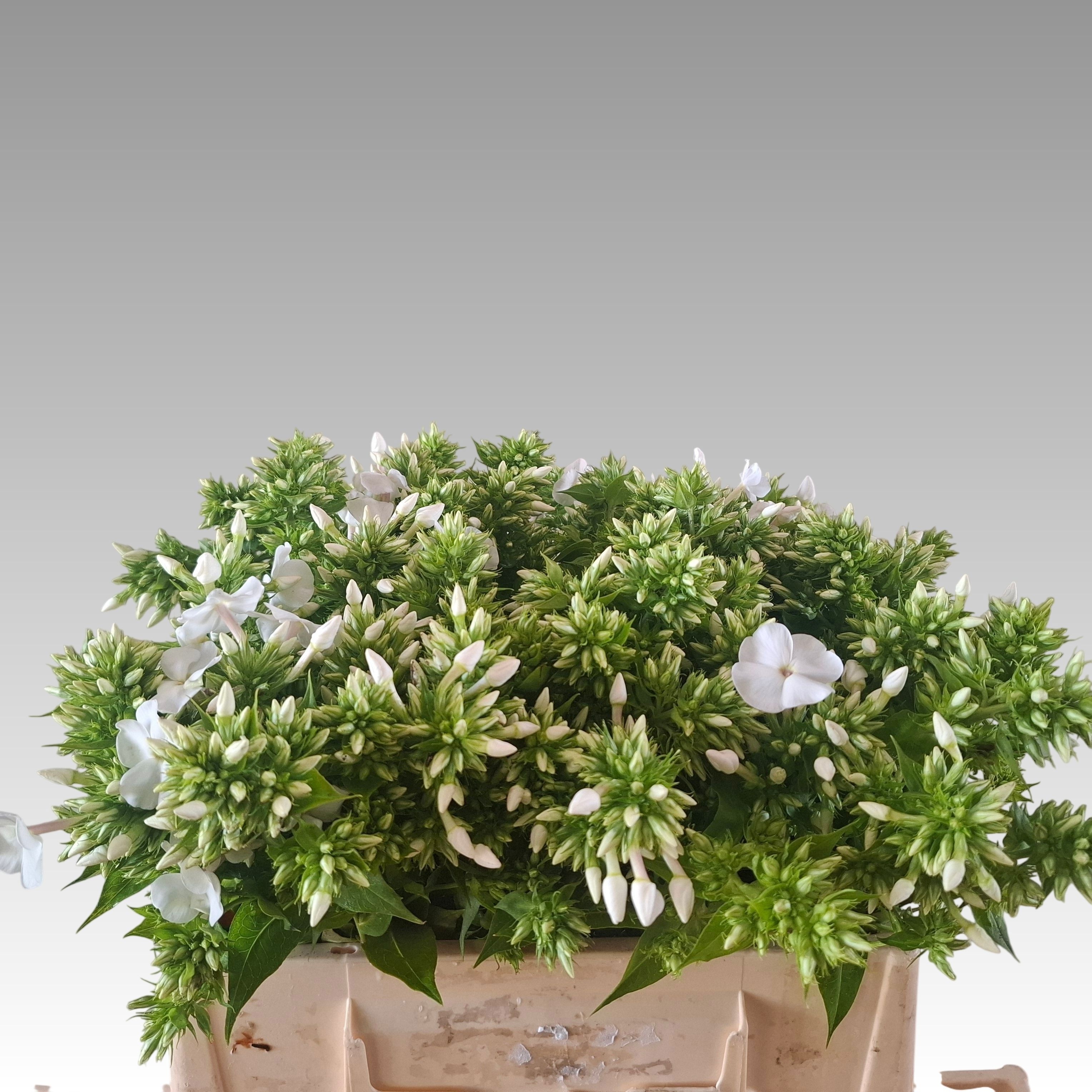 Phlox Icecap 40cm