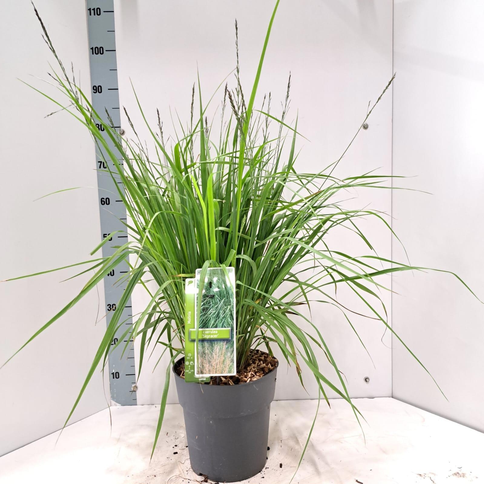 Molinia arundinacea 'Skyracer'