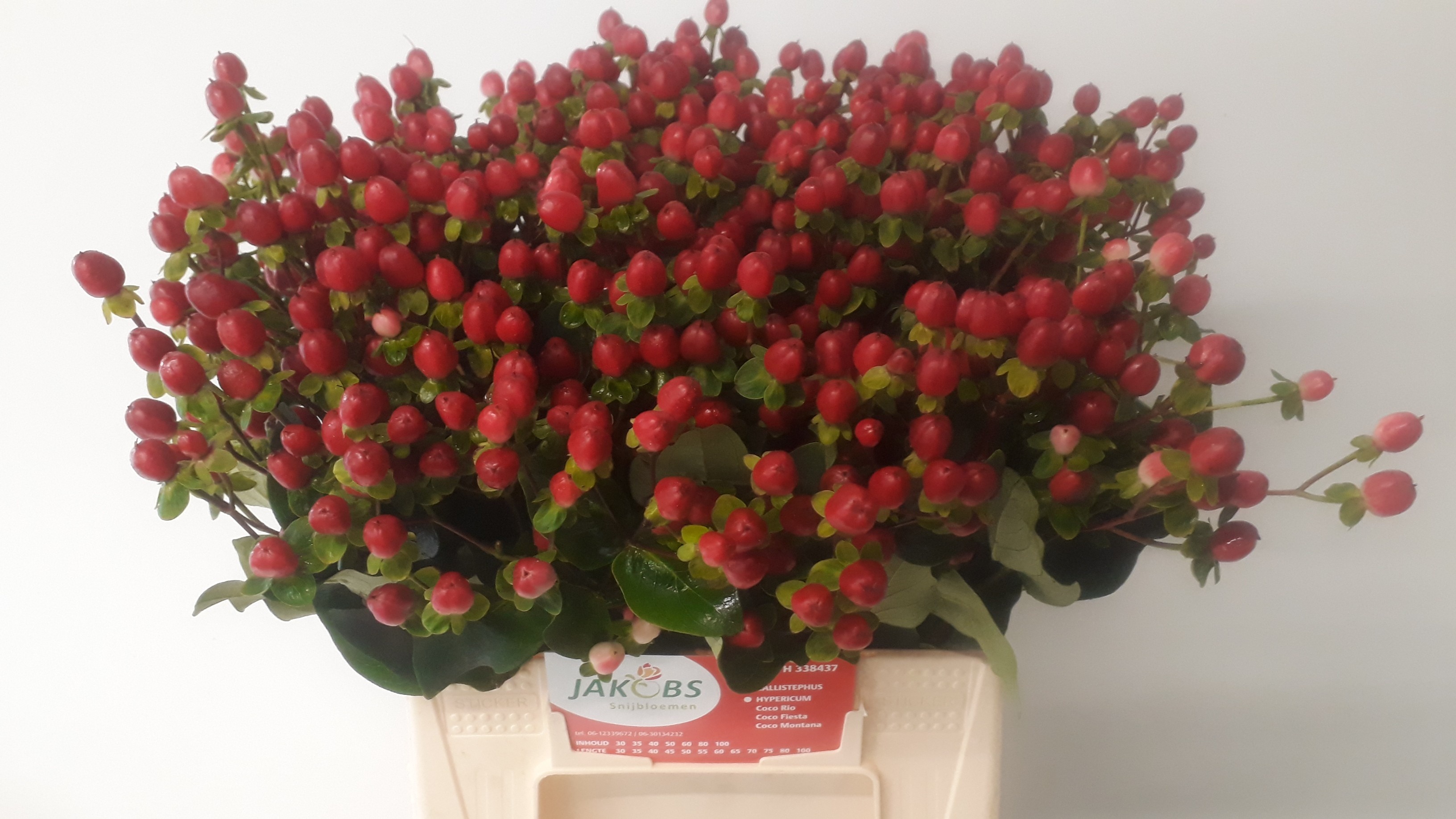 Hyp Coco Fiesta 45cm