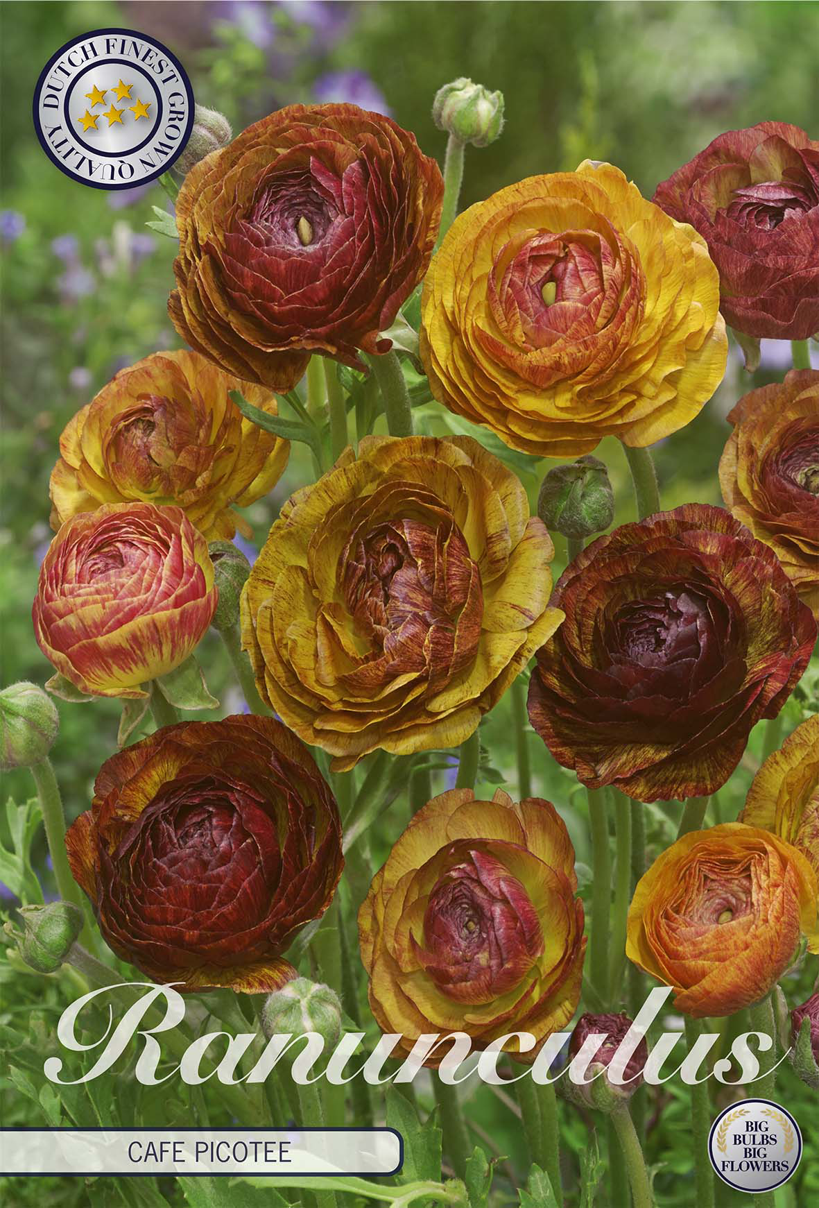 Ranunculus Picotee Café