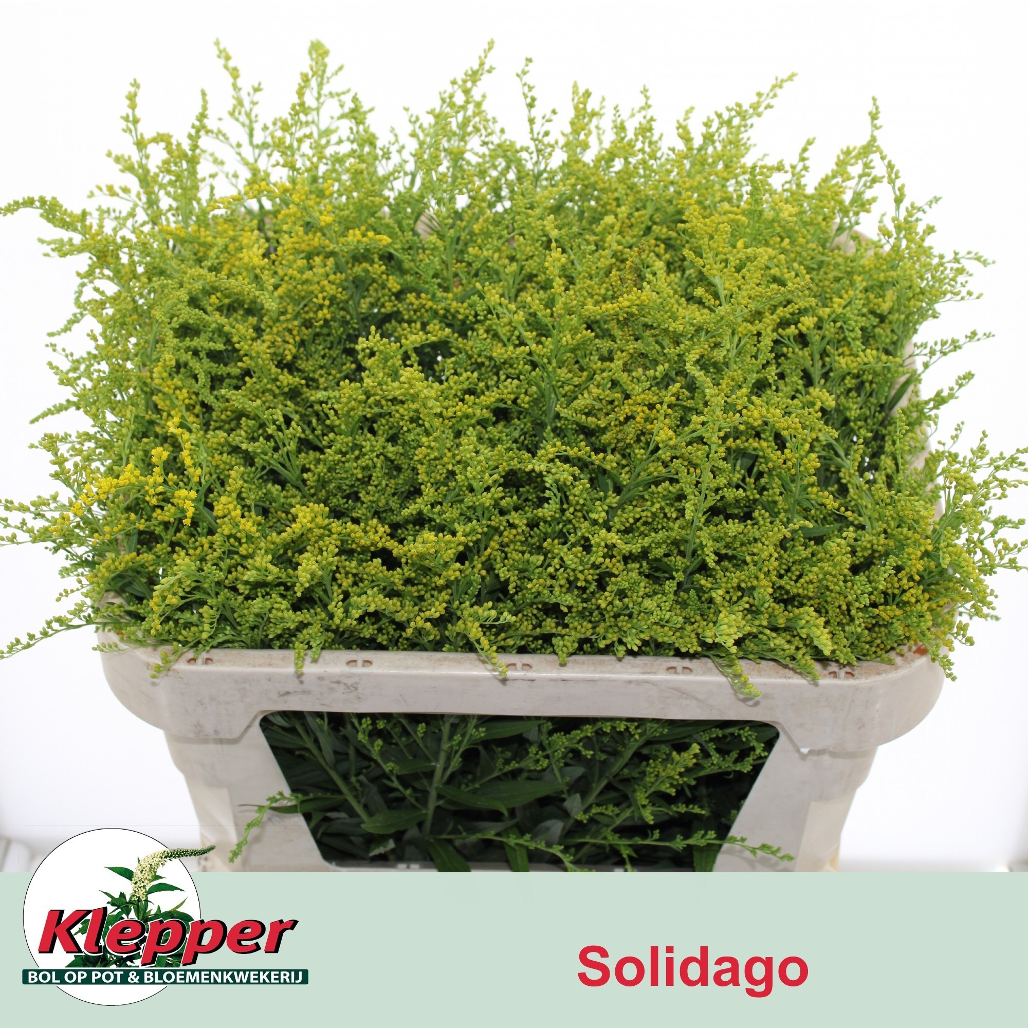 Soli Super