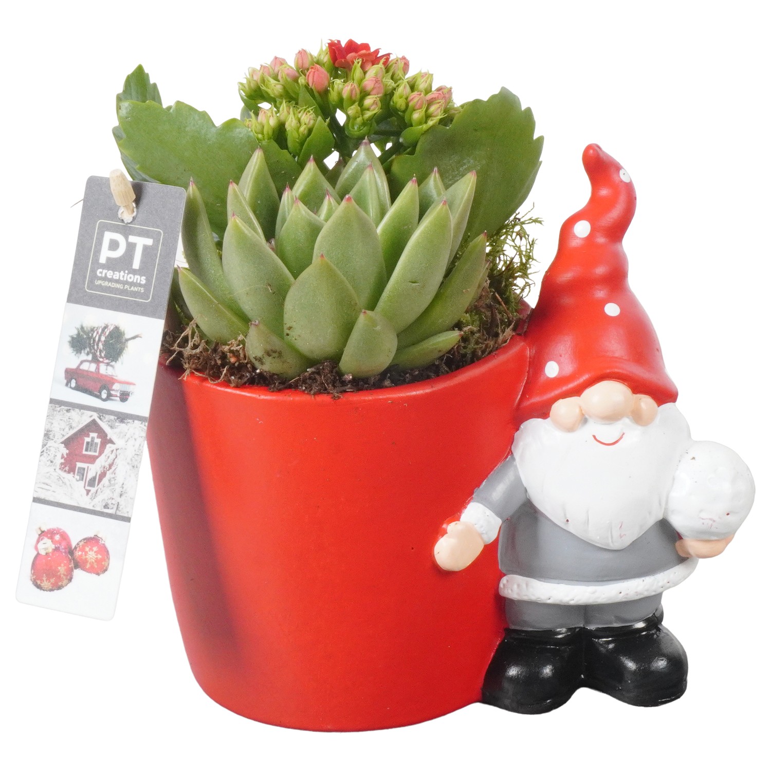 Picture of PTKB9383 Arrangement X-Mas in ceramic pot P17 18cm