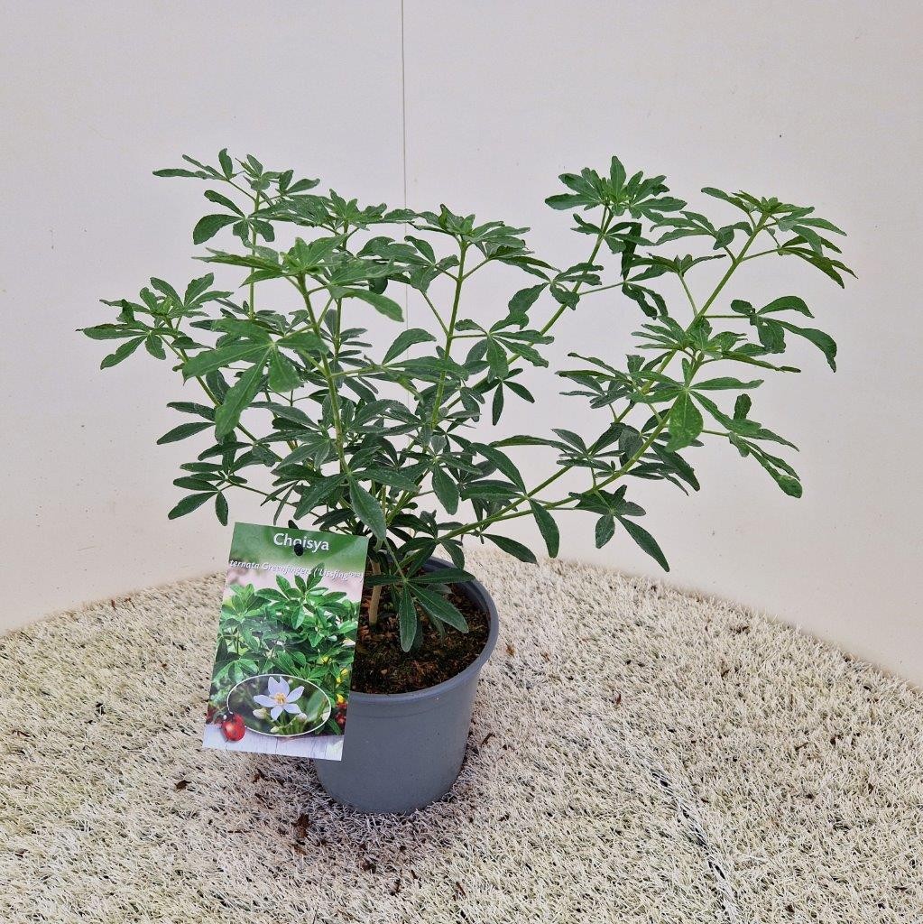 Picture of Choisya Greenfingers WK5 - WK24 P17 (2 Ltr)