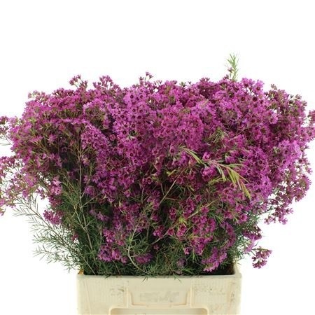 Chamelaucium Un Ariel 70cm 90gram
