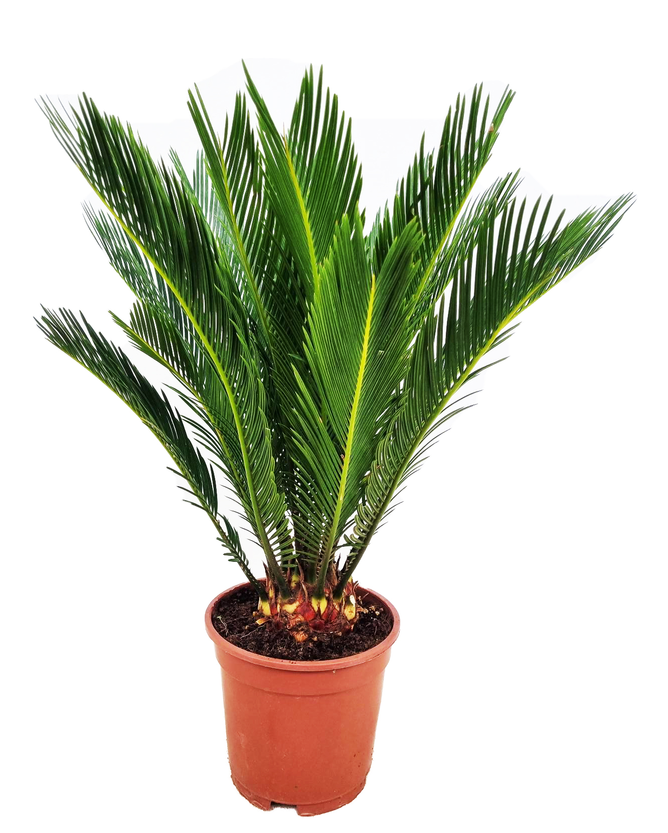 Picture of Cycas revoluta 10+ leafs P17 (2 Ltr) 70CM