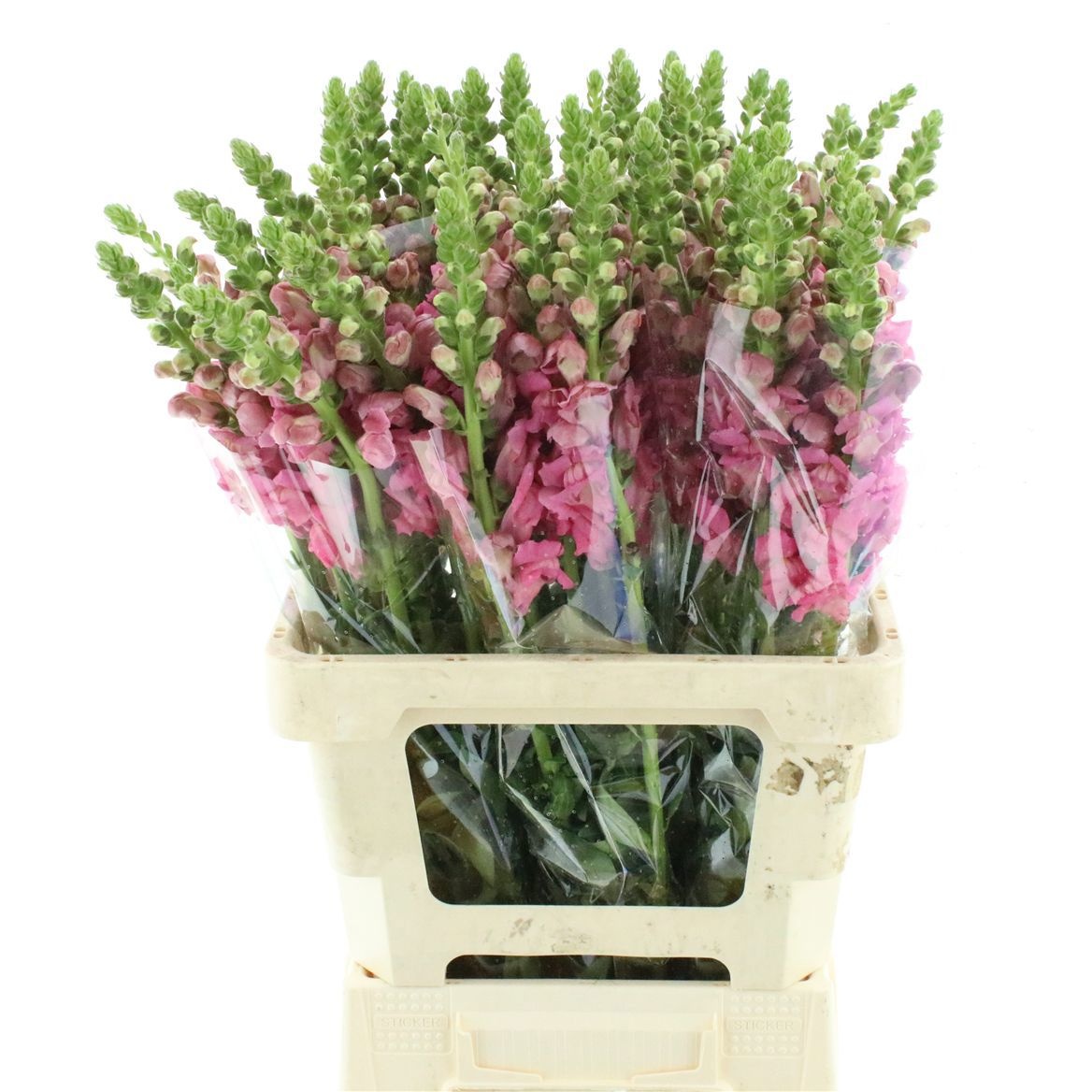 Antirrhinum Opus Pink 60cm