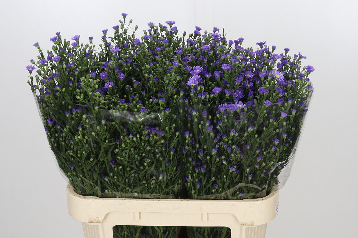 Aster Casamare 80cm 40gram