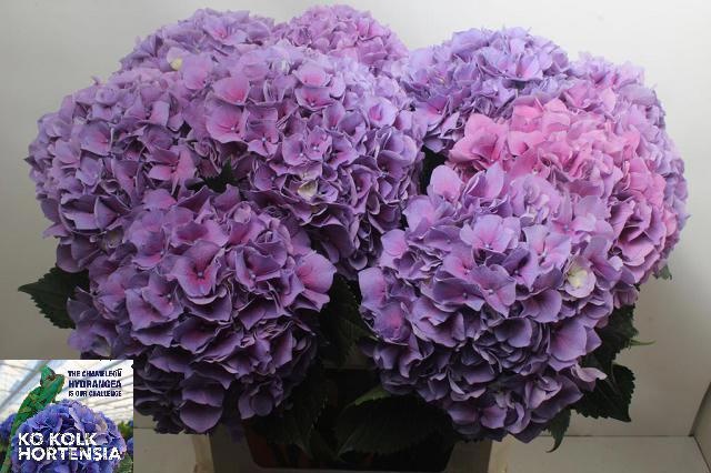 Hydrangea Cassanova 80cm 19Ø