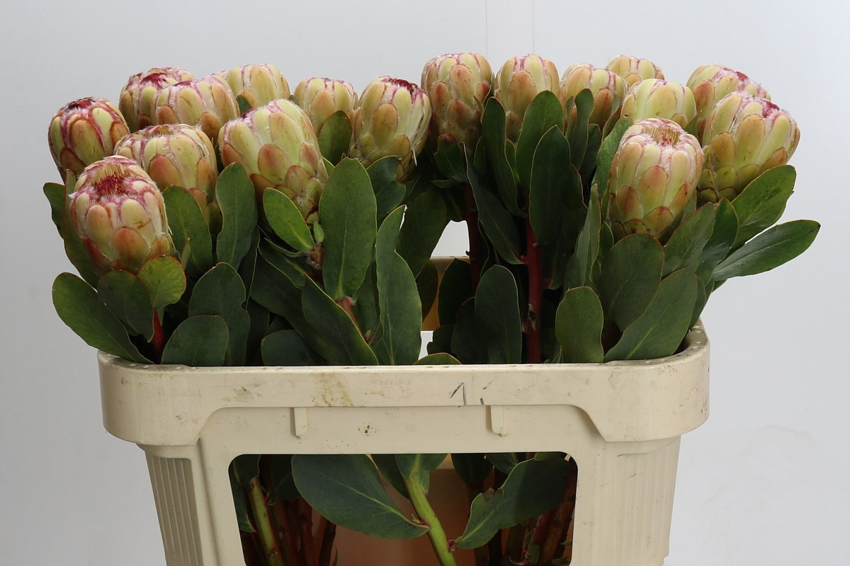 Protea Grandicolor 70cm