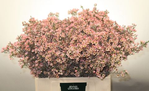 Waxflower L60 Pink