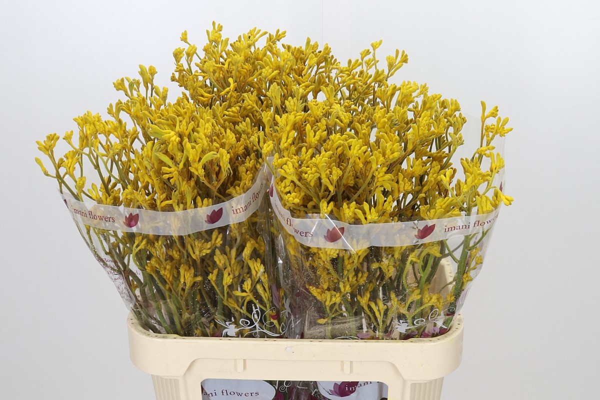Anigoz Imani Yellow 80cm
