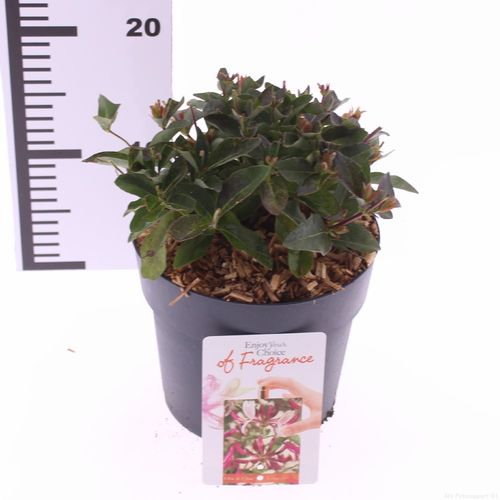 Lonicera periclymenum ‘Chic and Choc’ p17 Snepvangers