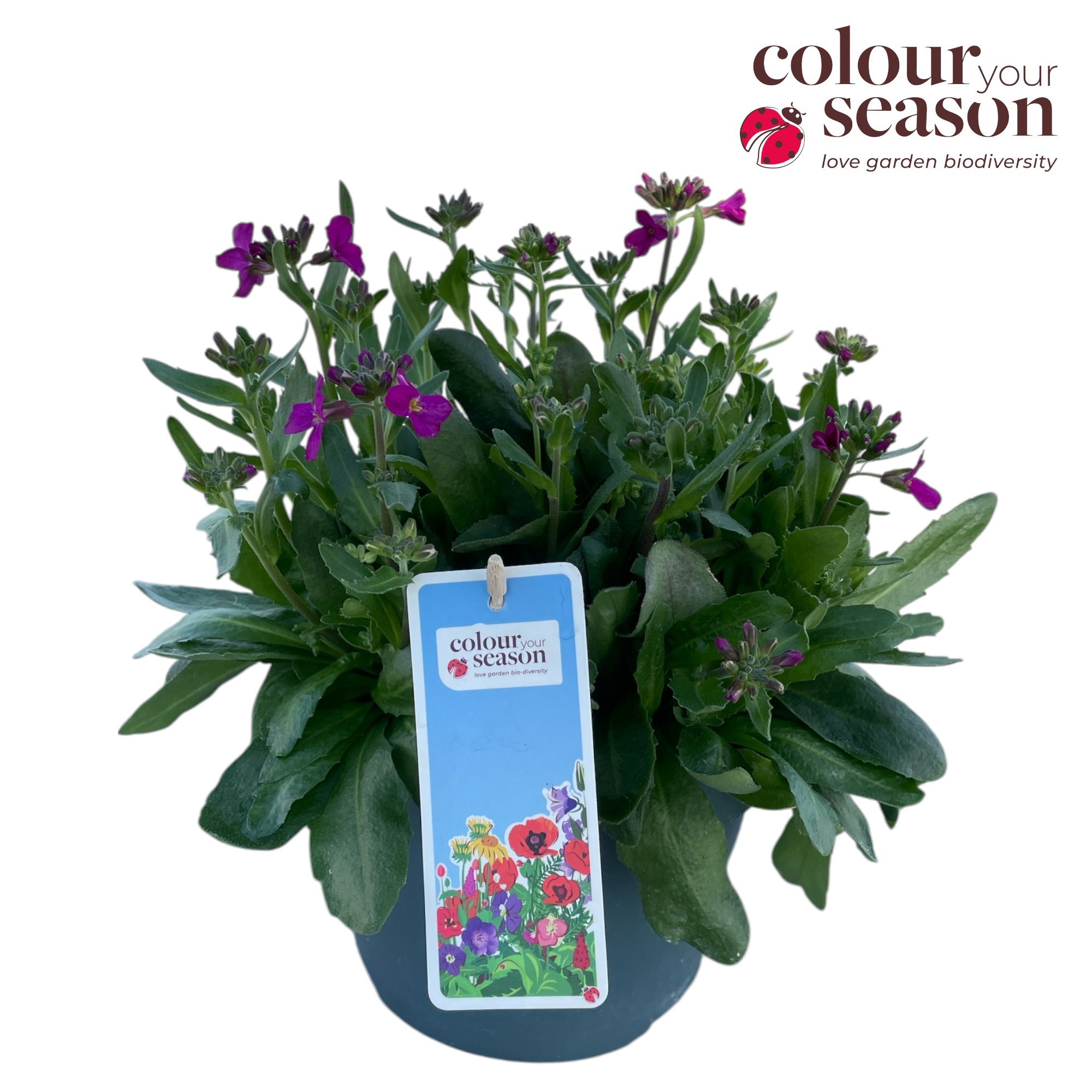 Arabis Barranca deep roze