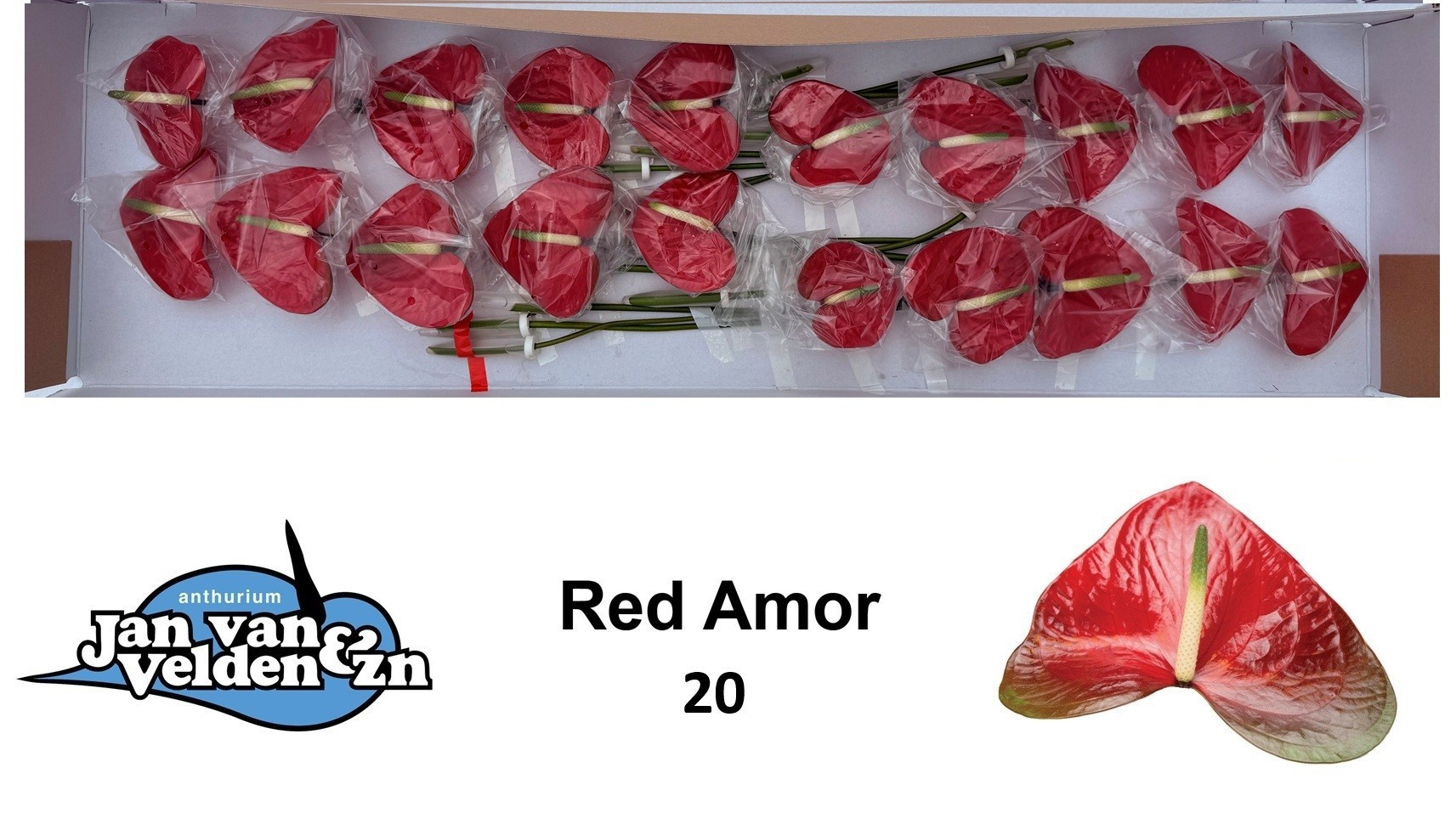 Anth A Red Amor