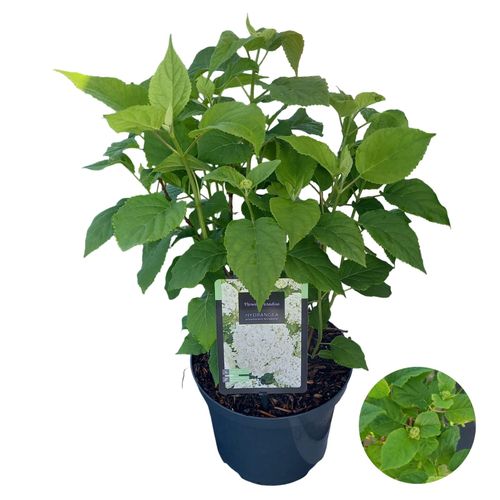 Hydrangea arb. Annabelle P23 vd Peijl
