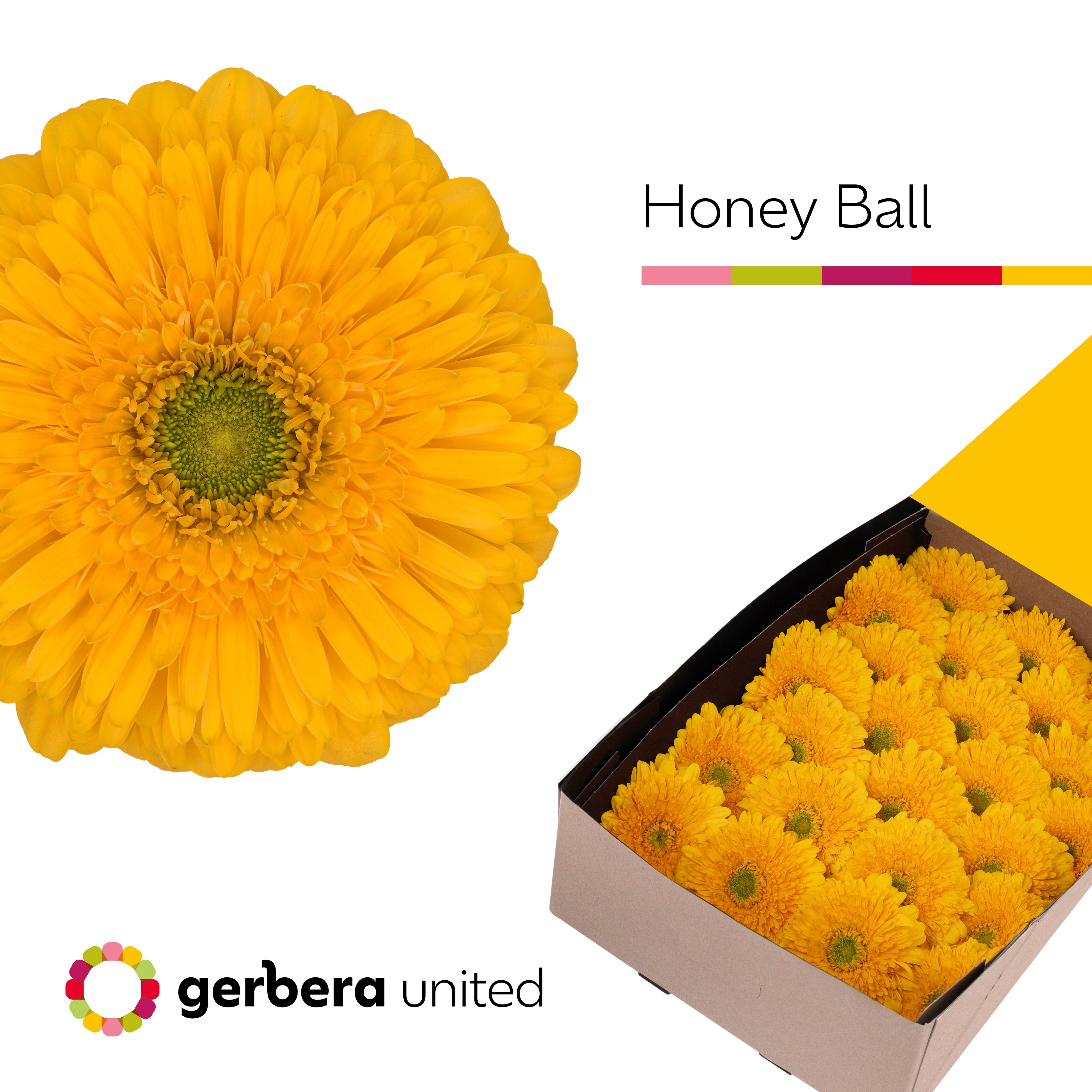Ge Gb Honey Ball