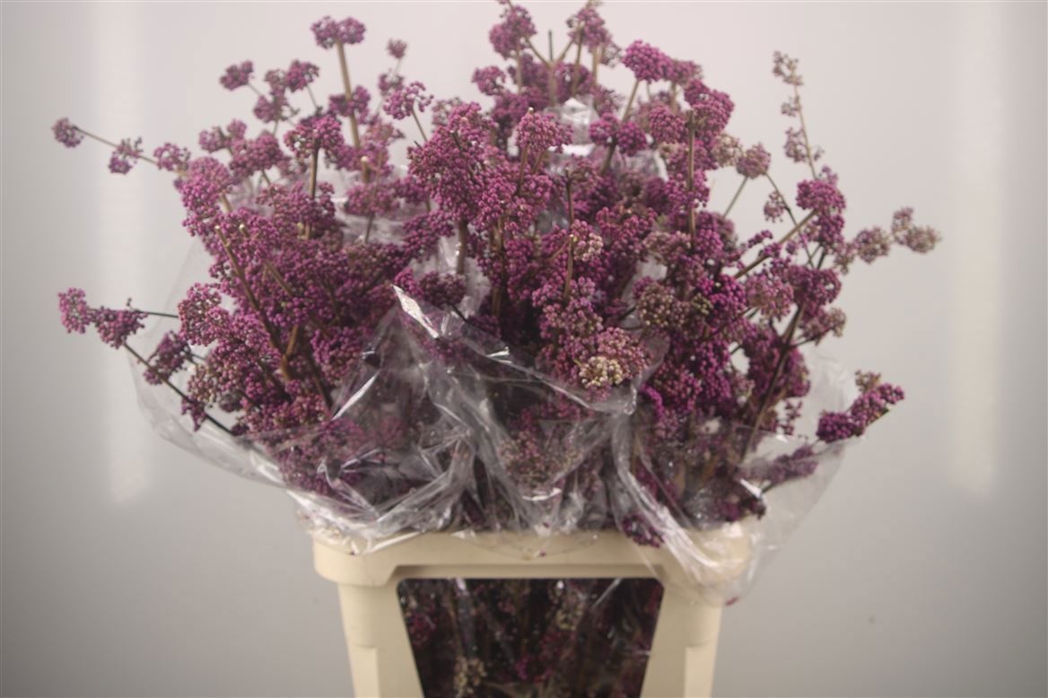 Callicarpa Bod Profu