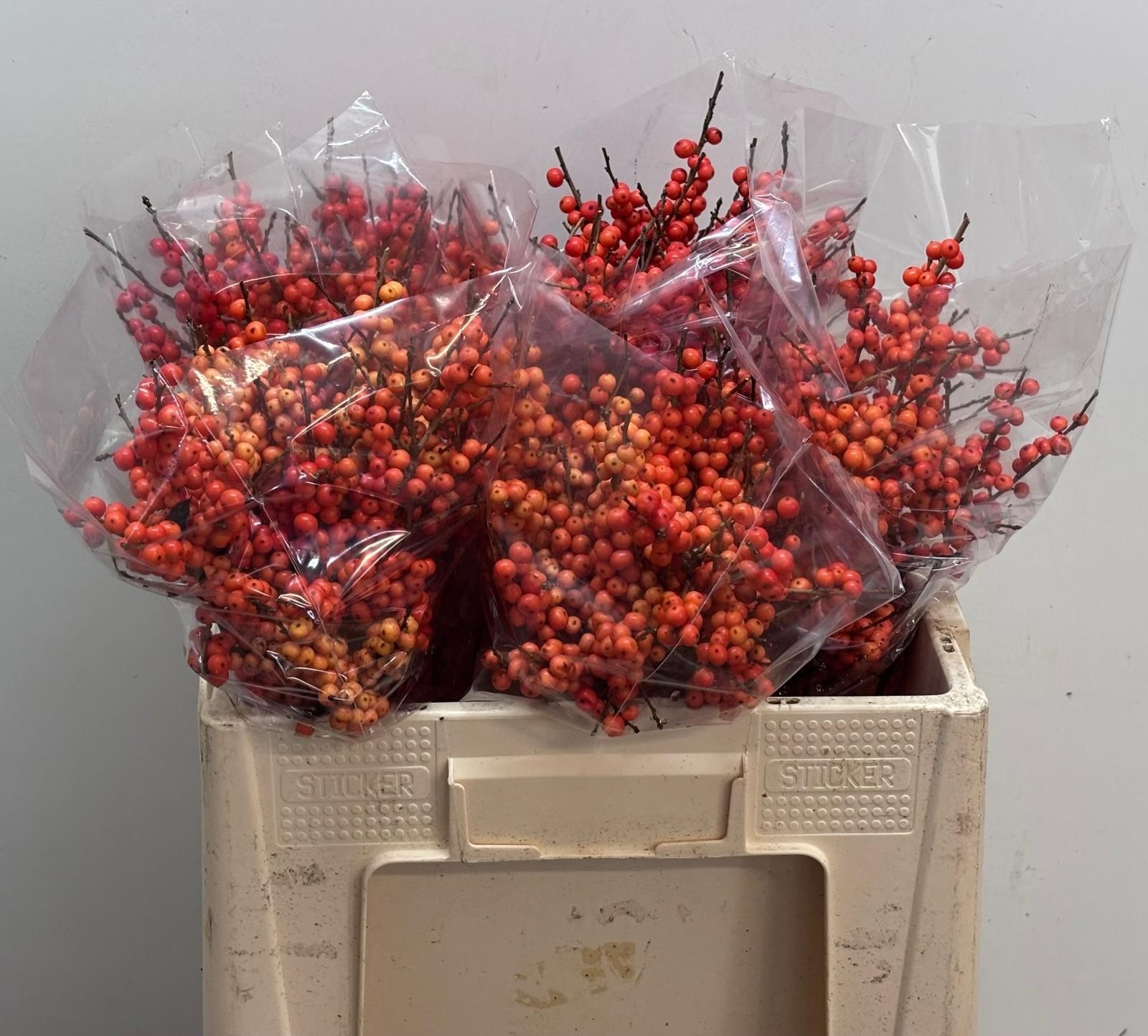 Ilex Ve Orange Glow 50cm