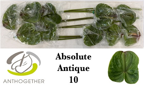 Anthurium Absolute 15Ø