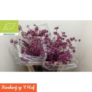 Callicarpa Bod Giraldi(imp) 80cm