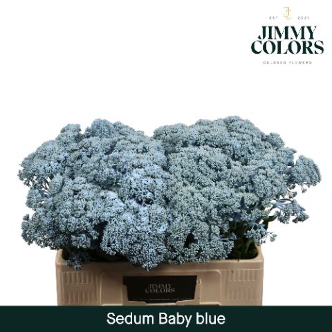 Sedum L55 Light Blue