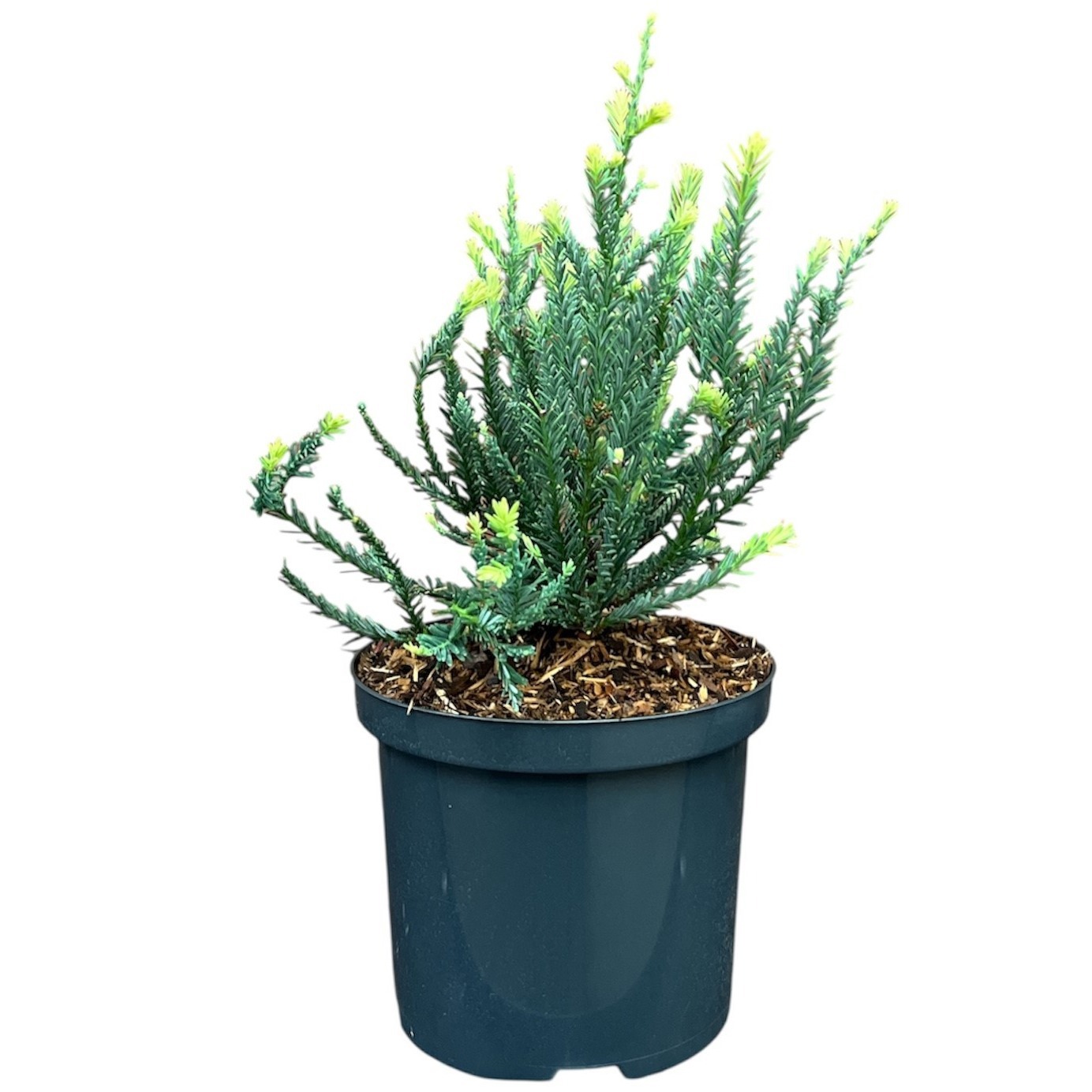 Sequoia sempervirens 'Adpressa'