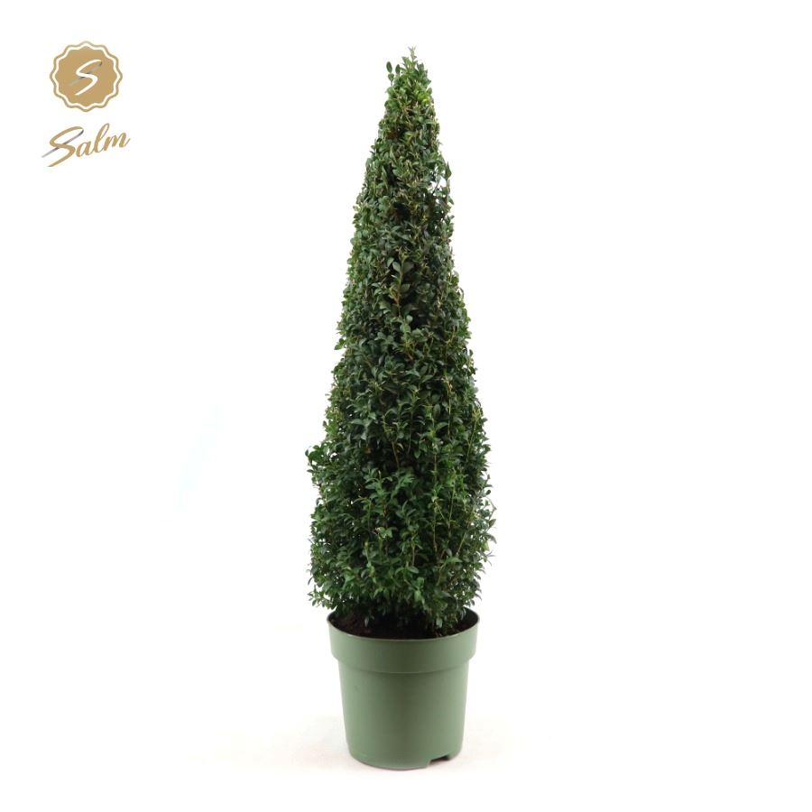 Picture of Buxus sempervirens P23 (5 Ltr) PYRAMIDE 70/+